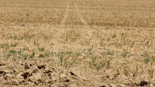 Arvalis - Institut du végétal - Traces de roues dans un champ