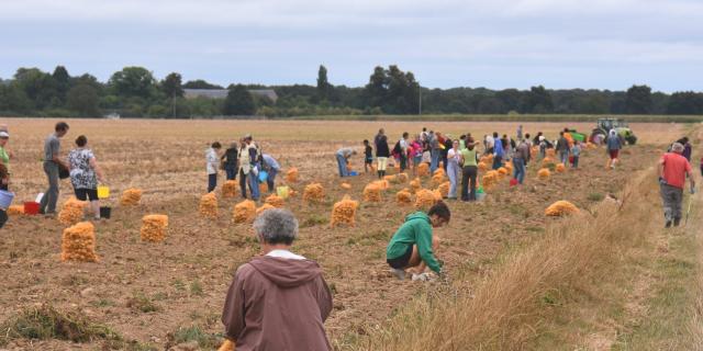 Récolte participative de pommes de terres 2014 - AMAP Jardins de Cérès - Plateau de Saclay