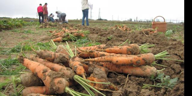 Ramassage de carottes de plein champs - AMAP Jardins de Cérès - Plateau de Saclay - Produits locaux