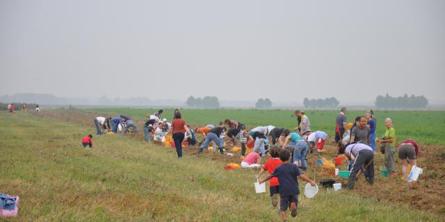 Récolte participative de pommes de terre de plein champs 2014 - AMAP Jardins de Cérès - Plateau de Saclay - Villiers-Le-Bâcle