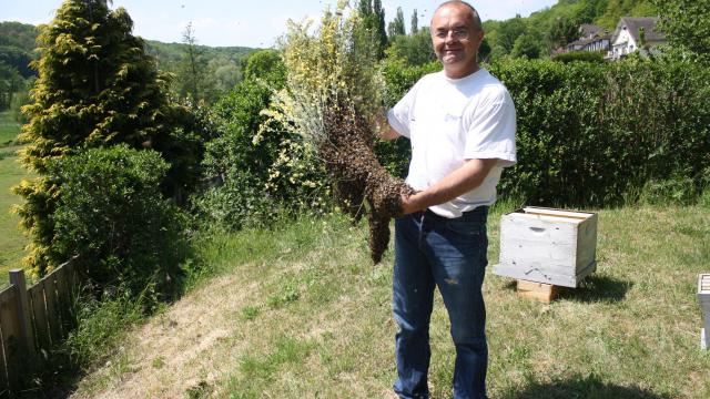 Miellerie de la Mérantaise - Essaim d'abeilles