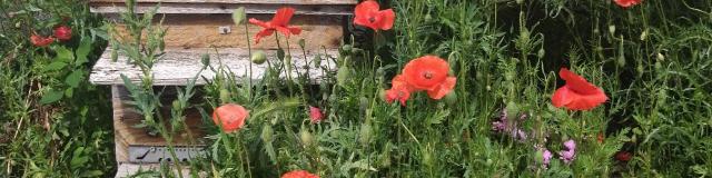 Miellerie de la Mérantaise - Ruche dans les coquelicots