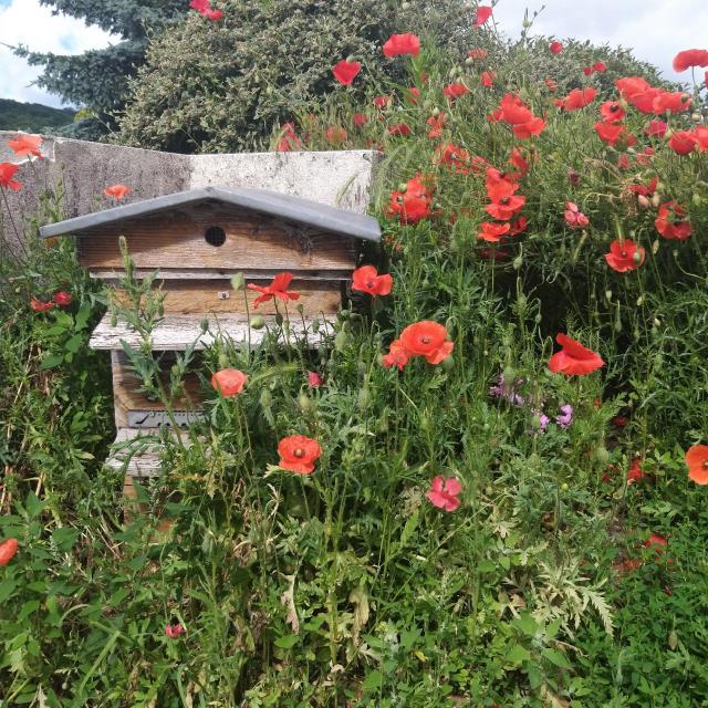 Miellerie de la Mérantaise - Ruche dans les coquelicots