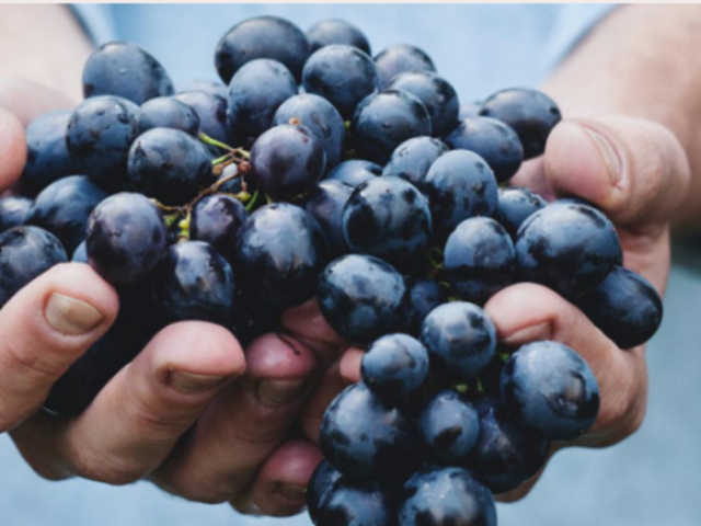 Amap Racines Et Graines - Raisin des Alluets